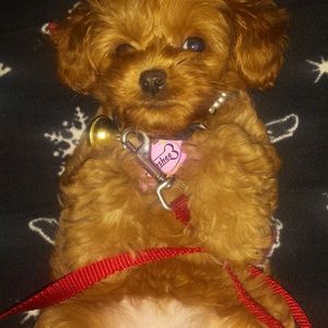 Meet your Posher, Catina